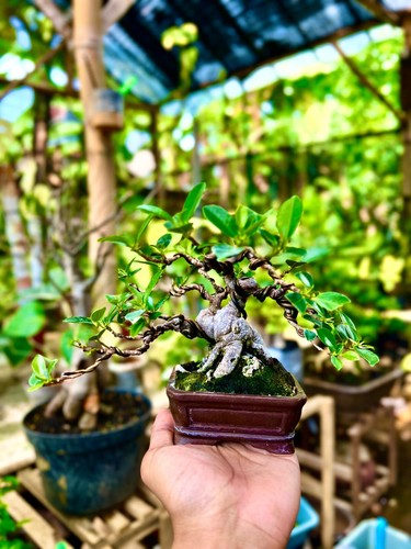Bonsai ficus microcarpa - di, |